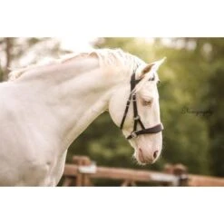 F.R.A. Bitloos Hoofdstel Aruba Side Pull Softleder Teugels Zwart -Waldhausen || Kentucky Horsewear || Norton Verkoop fra aruba sfeer 1.b59977 1