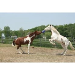 Jolly Ball Speelbal Oceaan/groen Appelgeur 25cm -Waldhausen || Kentucky Horsewear || Norton Verkoop hof 11879.5856c1