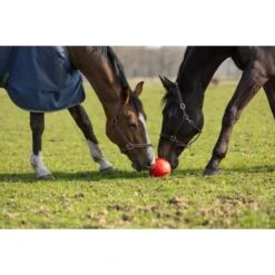 Maximus Bal Fun Play Rood -Waldhausen || Kentucky Horsewear || Norton Verkoop hof 277366.517a4b 1