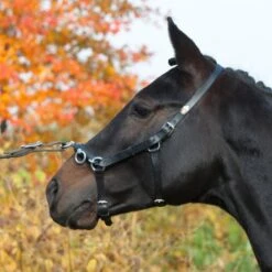 Kieffer Kaptoom Perfect Zwart Cob/Full