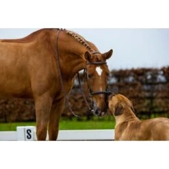 Trust Hoofdstel Hickstead Bruin/Zilver -Waldhausen || Kentucky Horsewear || Norton Verkoop trust hickstead hackamore bridle heus23l296435.011180 1